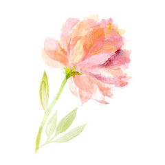 Greeting card. Watercolor flowers background. Pink peony