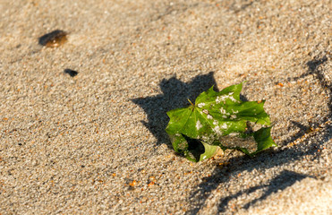Autumn on the shore