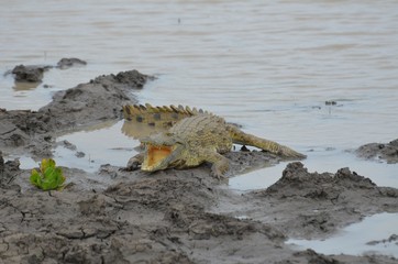 cocodrile near waterhole in Selous Game reserve in Tanzania east Africa 