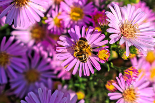 A closeup of a bee on a purple flower