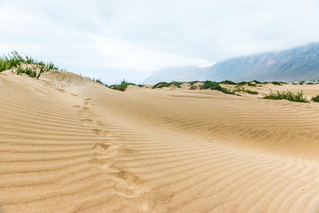 Fototapeta na wymiar beautiful view of golden sand in Lanzarote dune, Canary Island