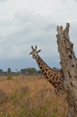Giraffe in the savannah in Selous game reserve in Tanzaniain east africa