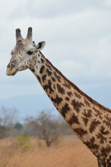 Naklejka premium Giraffe in the savannah in Selous game reserve in Tanzaniain east africa