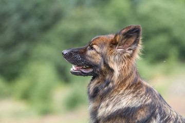 SIde profile of a big dog