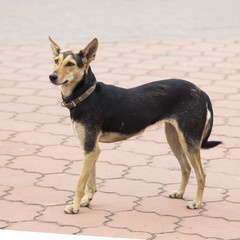 the dog in sludyanka railway station,russian federation