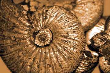 Fossilized ammonites