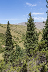 Obraz premium fir against mountains