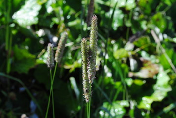 Alpenblumen