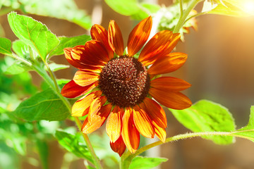 Beautiful flowers of sunflowers .