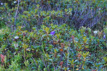 Alpenblumen