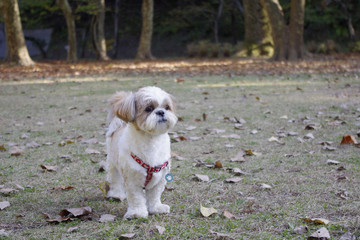 公園にいる秋の落ち葉とシーズー