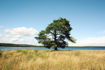 Obraz premium Pine tree stands along the beach of Kenozero lake.