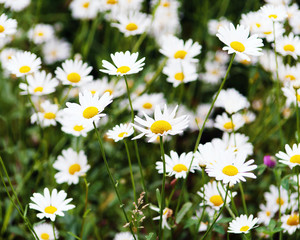 Fototapeta premium Green flowering meadow with white daisies. Closeup.