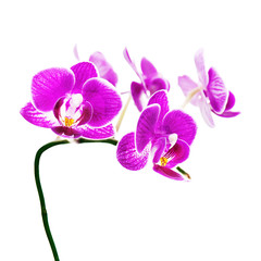 Fototapeta na wymiar Purple orchid isolated on white background. Closeup.