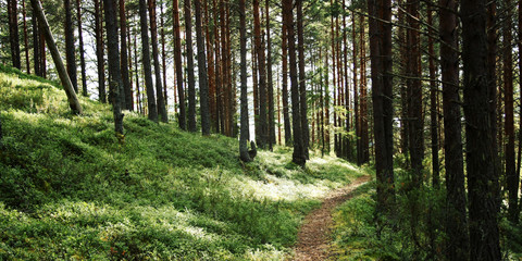 Pathway in the pine tree grove. Blueberry and cowberry shrubs. Sunny summer day. Aged photo. Walkway in the forest. Kenozersky National Park (UNESCO Biosphere Reserve), Arkhangelsk region, Russia.