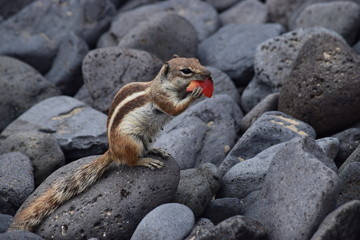 Streifenhörnchen