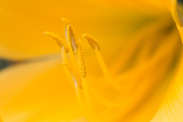 Yellow Lily Centre Close Up