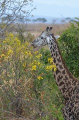 Giraffe eating yellow flower in Selous Game reserve in Tanzania east africa
