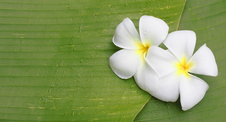 Tropical plumeria flower on green banana background.