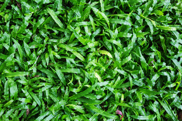 Fototapeta na wymiar green grass floor background.