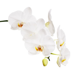Obraz na płótnie Canvas White orchid isolated on white background. Closeup.