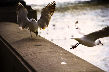Fototapeta premium Seagull