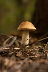 Mushroom Brown Cap Boletus. One Edible Mushroom (Leccinum Scabrum) In Forest.