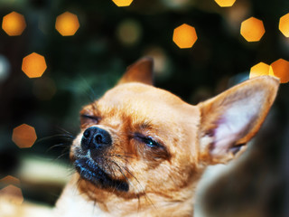 Red chihuahua dog on bokeh background. Closeup.