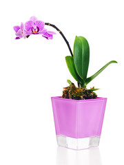 Naklejka na ściany i meble Rare miniature orchid arrangement centerpiece in vase isolated on white background.