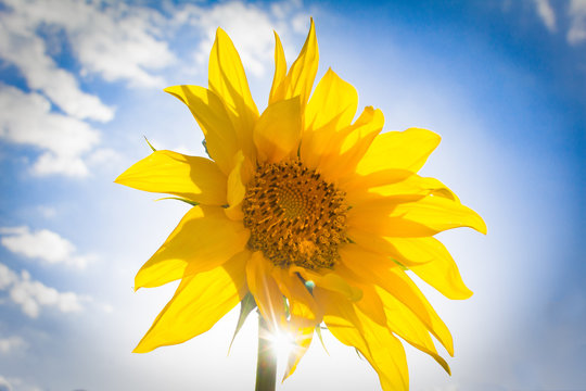 Sunflower Head with Sky Background
