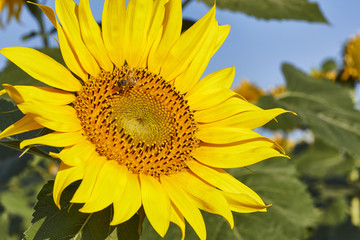 Fototapeta premium Sunflower and bees in Tuscany, summer landscape