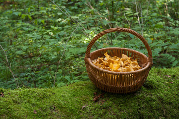 Fototapeta na wymiar Mushrooms Chanterelle. Mushrooms Chanterelle In Wicker Basket On Old Log With Moss In Forest, Copyspace. Wicker Basket With Edible Mushrooms Chanterelle In Forest.