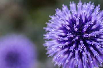Echinops © monitor6
