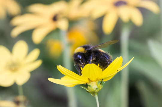 Bumble Bee on Yellow Flower