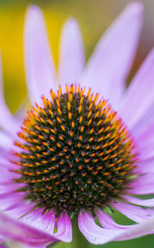 Echinacea Close Up