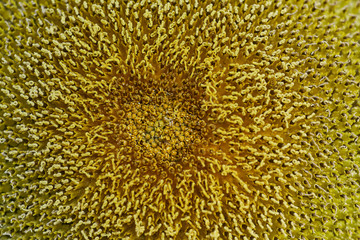 Sunflower in Tuscany