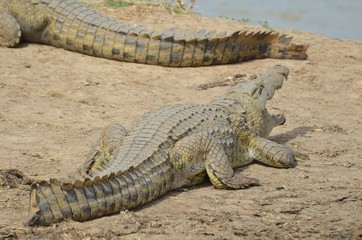 cocodrile near waterhole in Selous Game reserve in Tanzania east Africa 