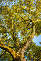Obraz premium Baumwipfel im herbst