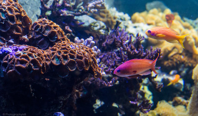 coral underwater