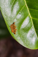 Young Banded Swallowtail caterpillars