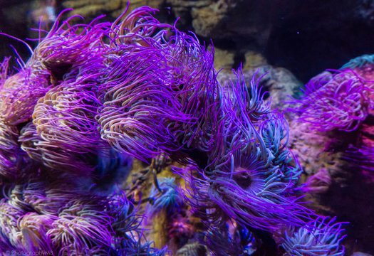 Fototapeta Purple coral reef