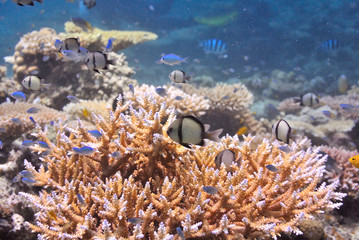 Naklejka na ściany i meble 沖縄のサンゴ礁