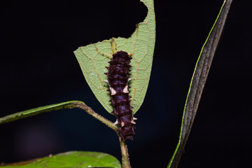 Common Clubtail caterpillar