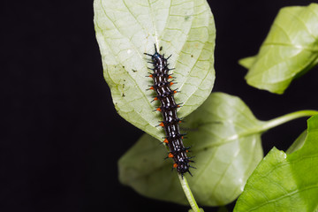 Autumn Leaf caterpillar