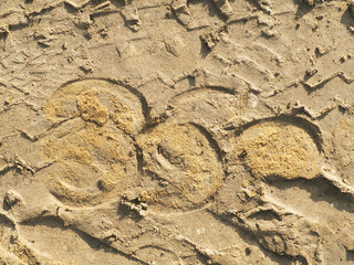 Fototapeta na wymiar Dirt road traces. Tracks of horse, car, tractor, man