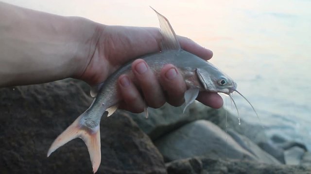 Amater fishing in India 8. Parvati fish (gafftopsail catfish,  Bagre marinus) caught in surf among rocks. Periphyton on supralittoral: Algae, shellfish (Chinese hat) and bryozoans around. 