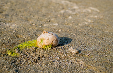 a snail shell on the beach covered with algae