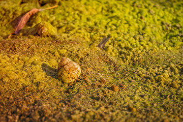 A snail shell on the beach covered with algae at the sunset