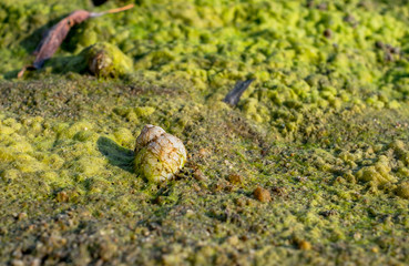 A snail shell on the beach covered with algae
