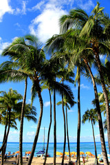 Palm tree in Waikiki beach Hawaii